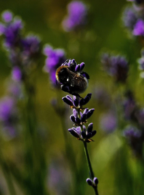 an image of a bee on top of a purple flower