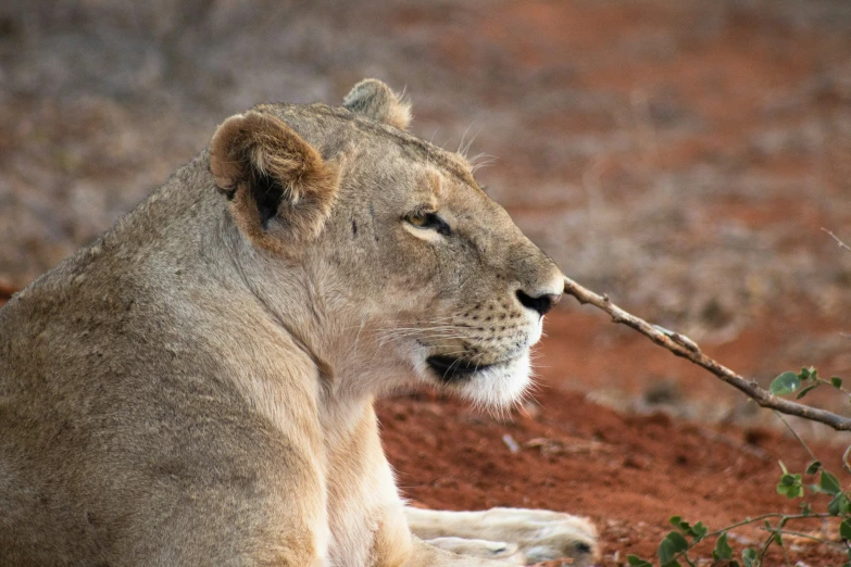 a lion that is laying down by a tree