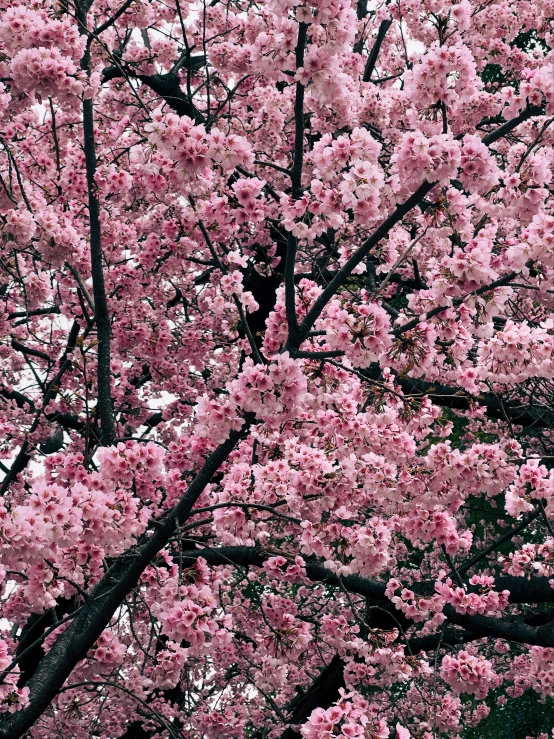 a tree filled with lots of pink flowers