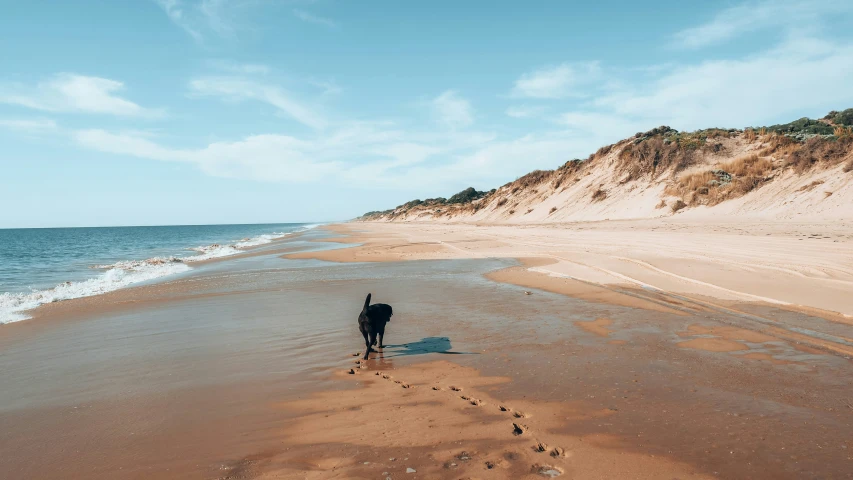 a dog standing on a beach next to the ocean