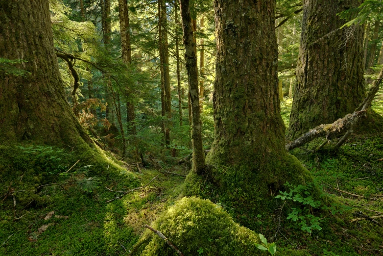 a forest filled with green moss covered trees