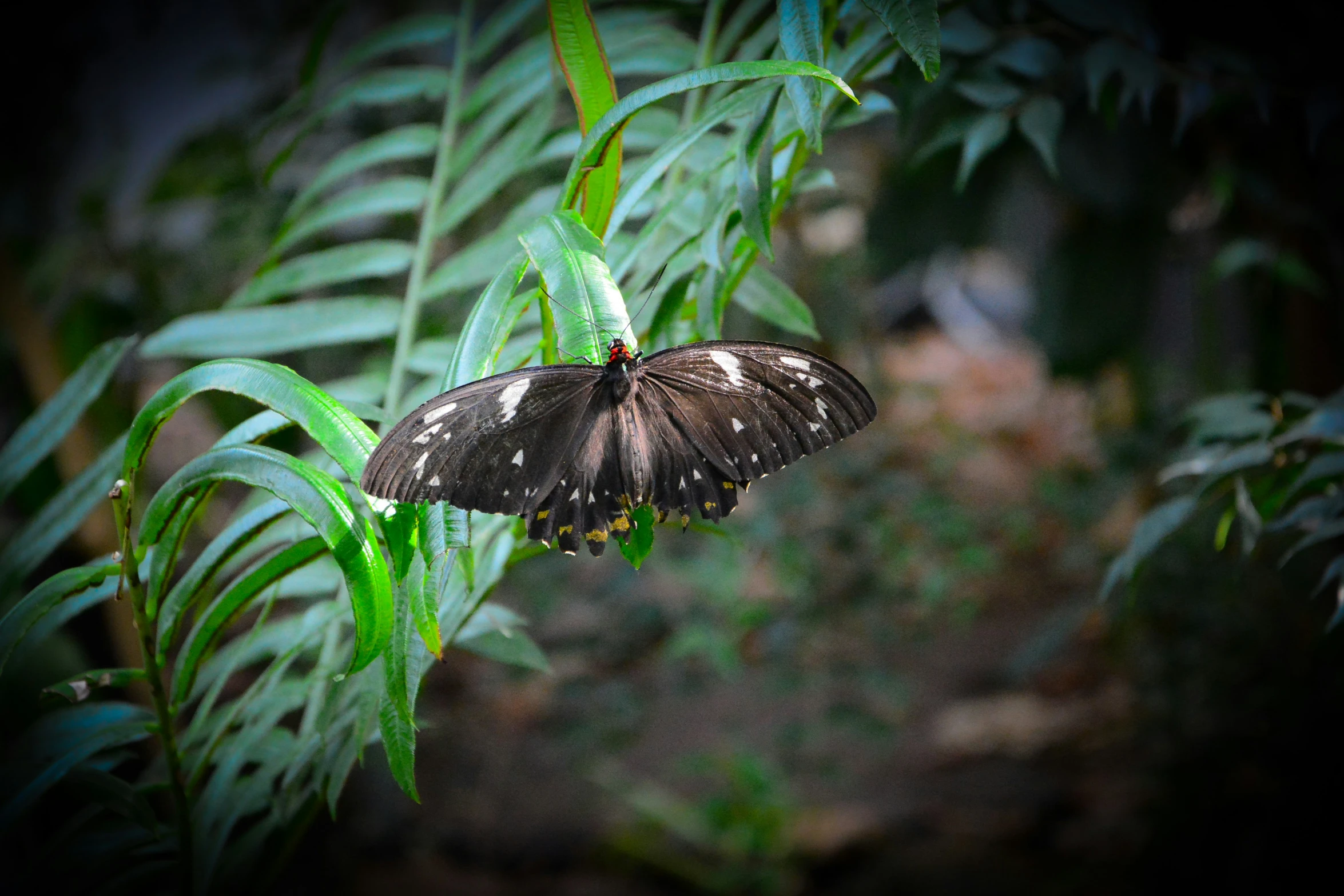 the erfly is flying in to the leafy nches