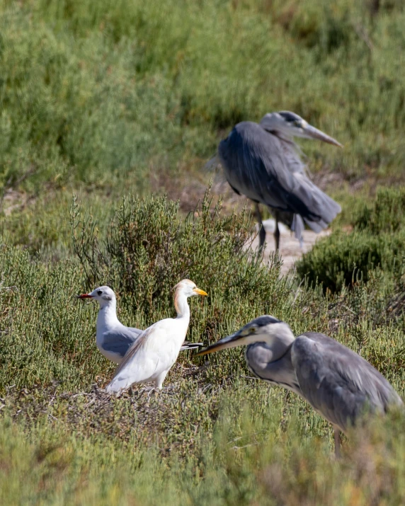 two grey and white birds are sitting in a field