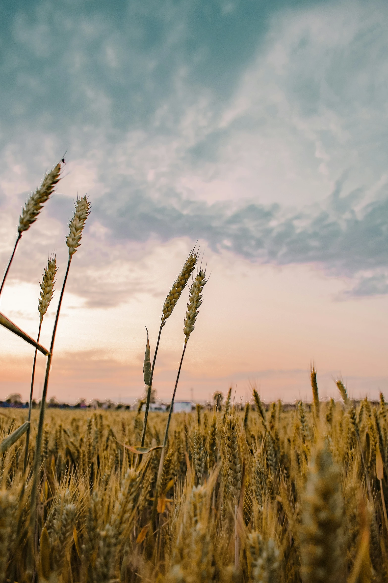 wheat stalks are in the field as the sun sets