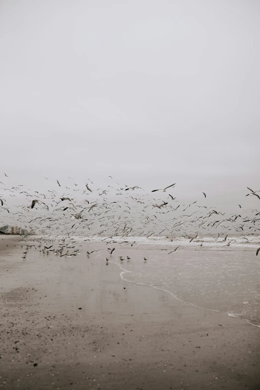 a flock of seagulls flying over the ocean