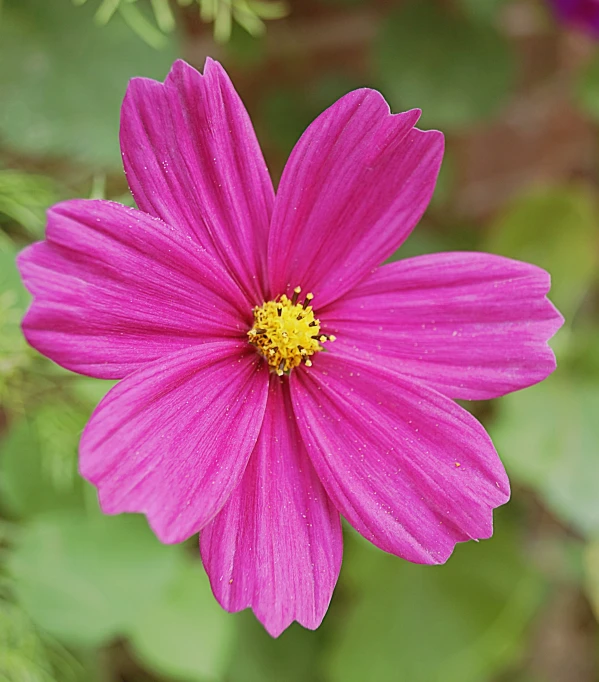 pink flower with green leaves in the background