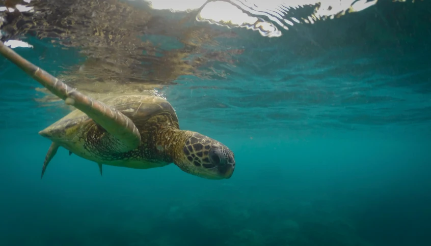 the turtle is swimming in the blue water