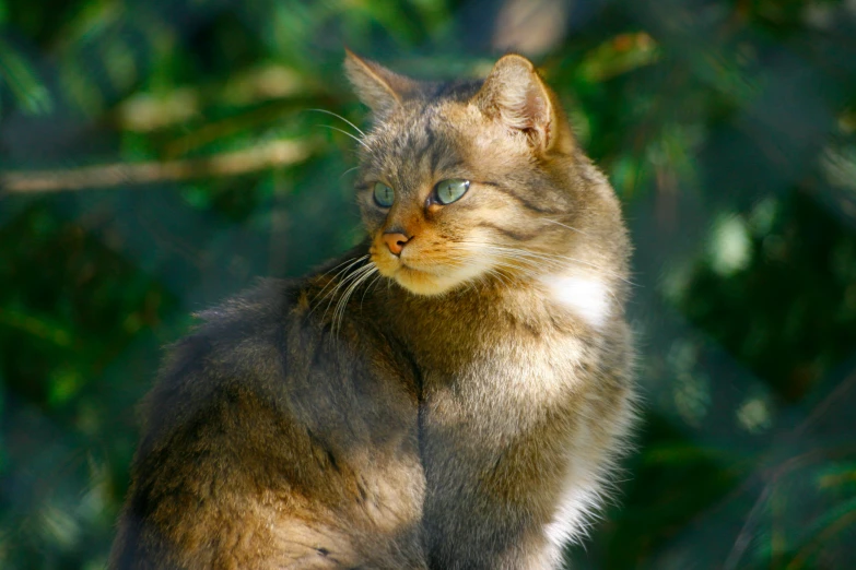 a grey cat with light green eyes looking to the left