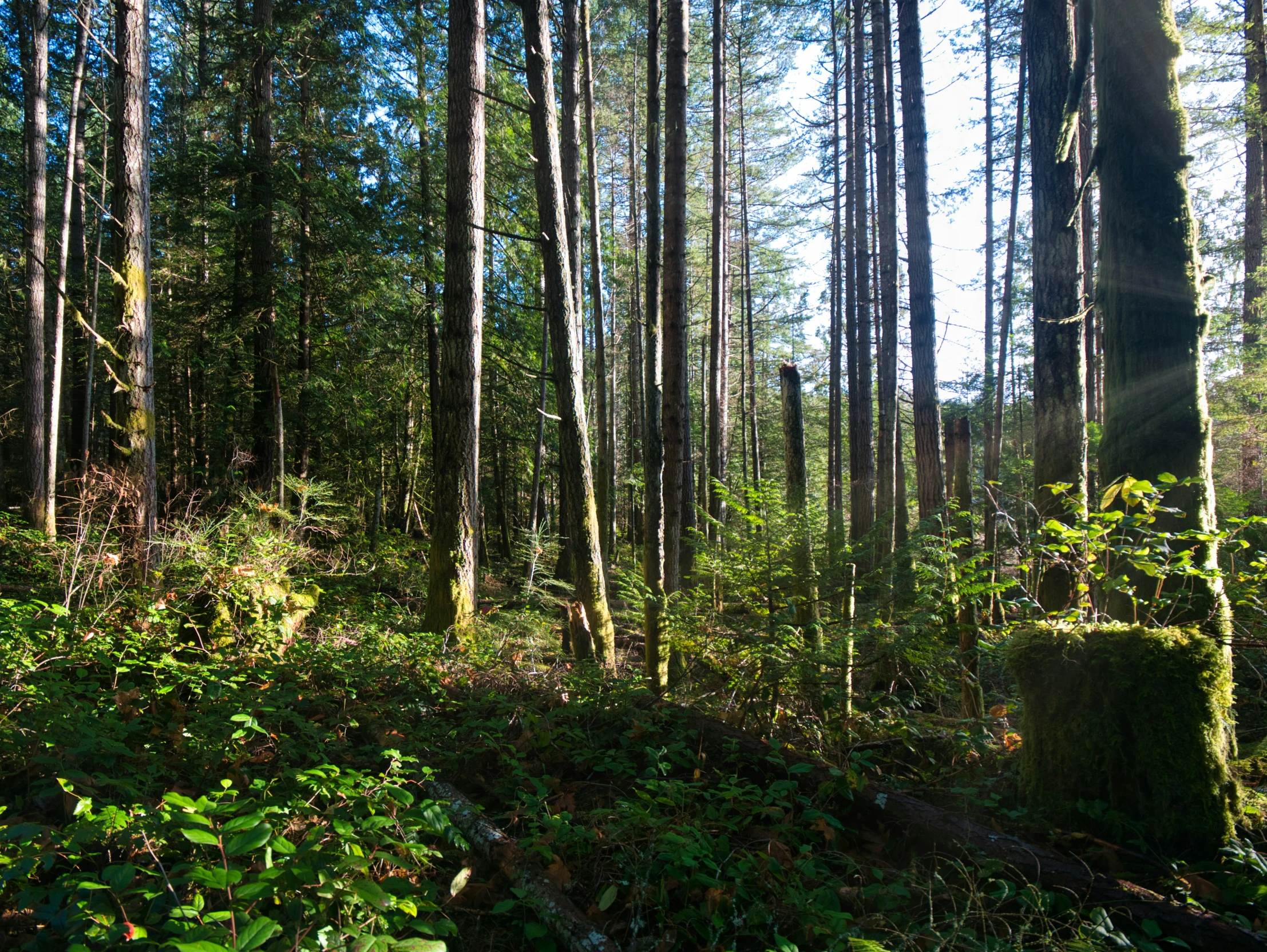 a very large grassy and wooded area with bright sunlight