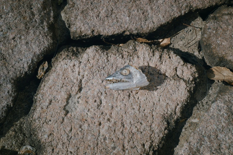 a rock that has some kind of animal on it