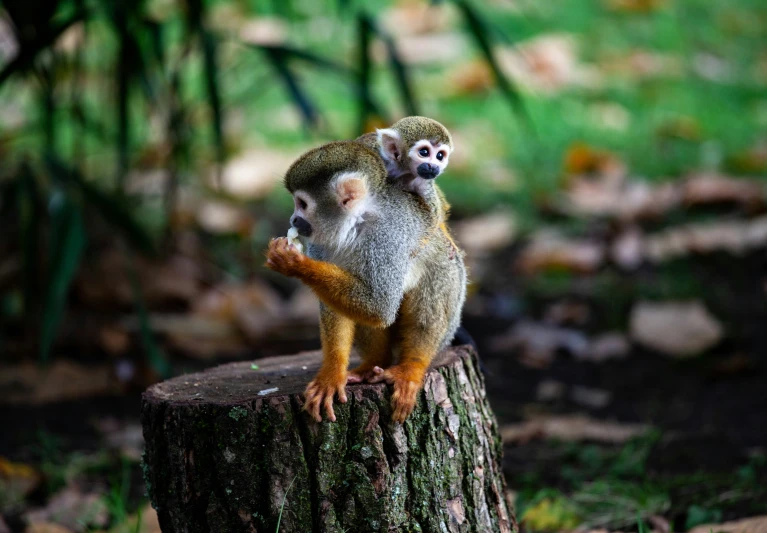 two small animals that are on a log