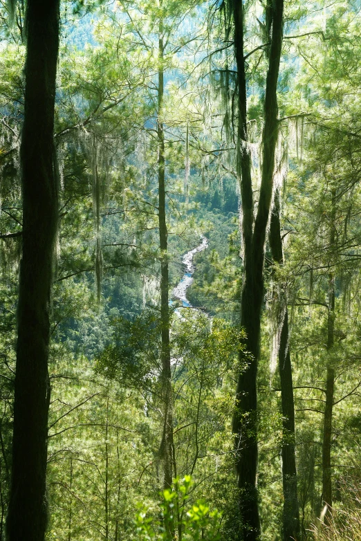 an aerial s of some green trees and water