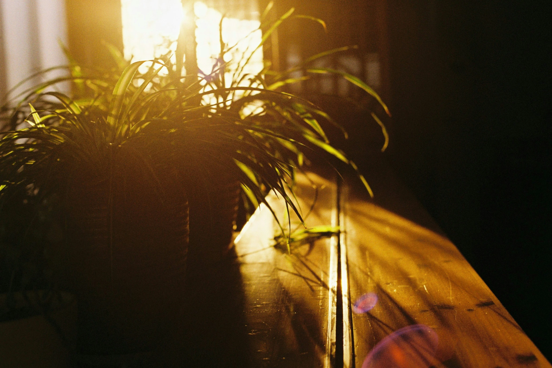 the sun is shining through the window behind a plant