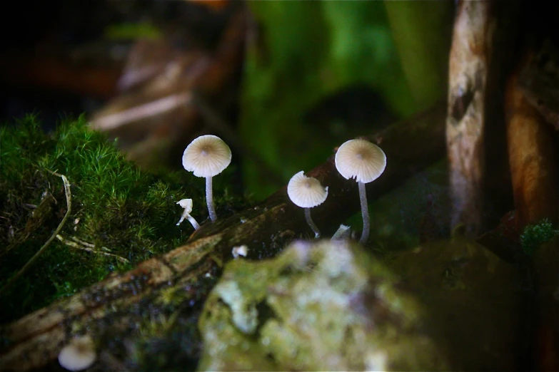 mushrooms and moss growing on a forest floor