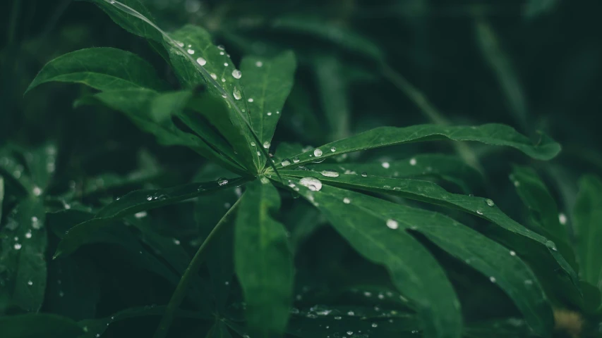 the water is being collected on this green plant