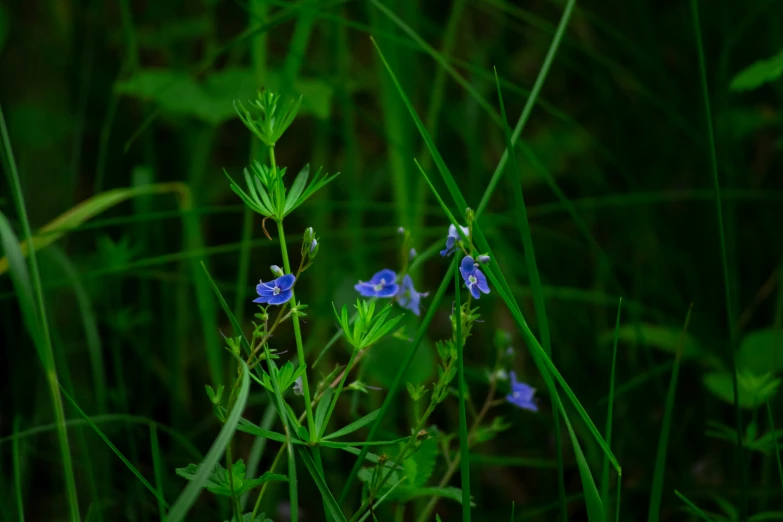 three small blue flowers growing in tall grass