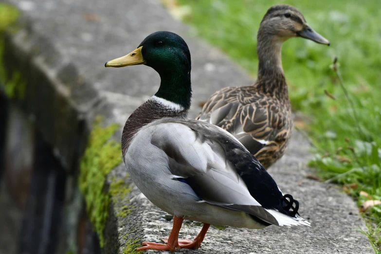 two duck are standing on the curb near a curb