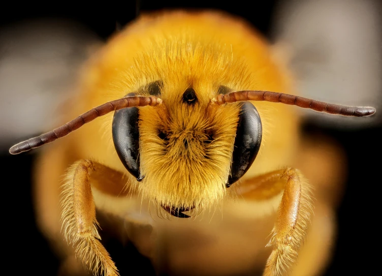 close up s of the legs and face of a yellow and black bee