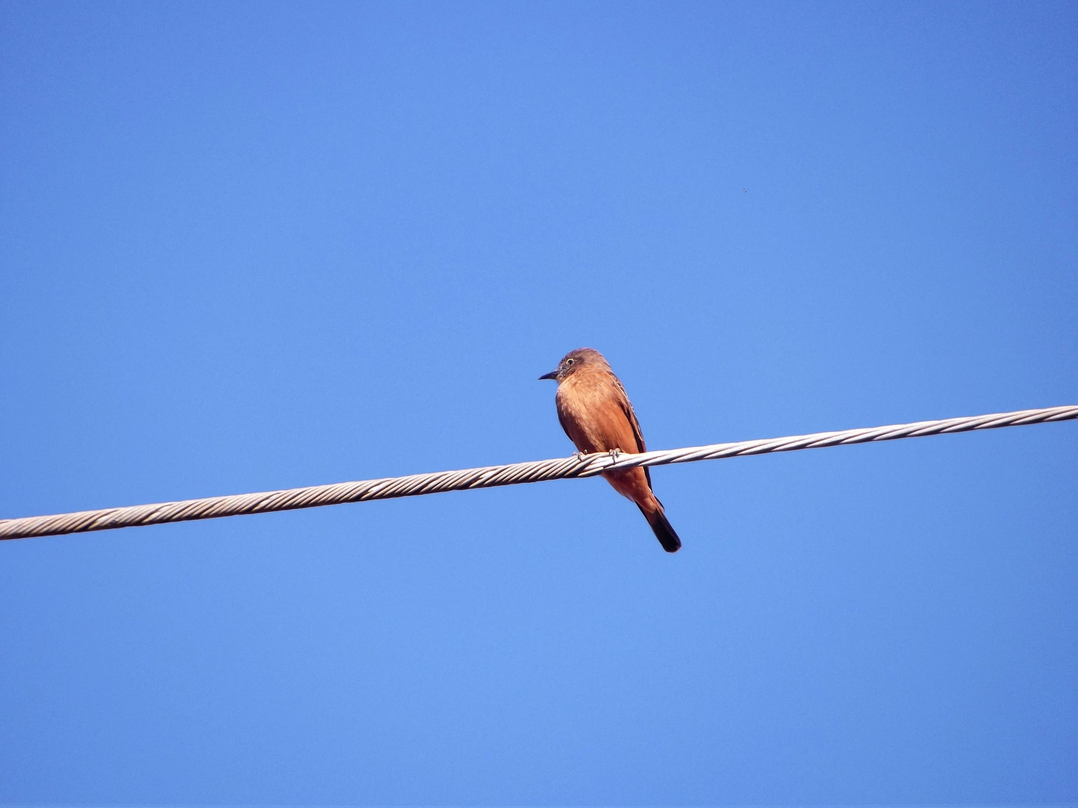 a bird on an electric line with blue sky in the background