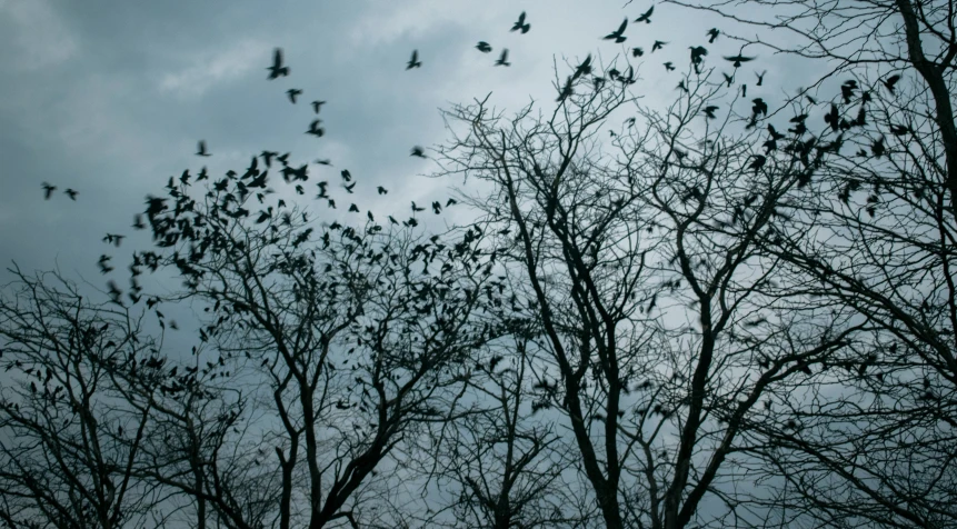 many birds flying in the sky with trees