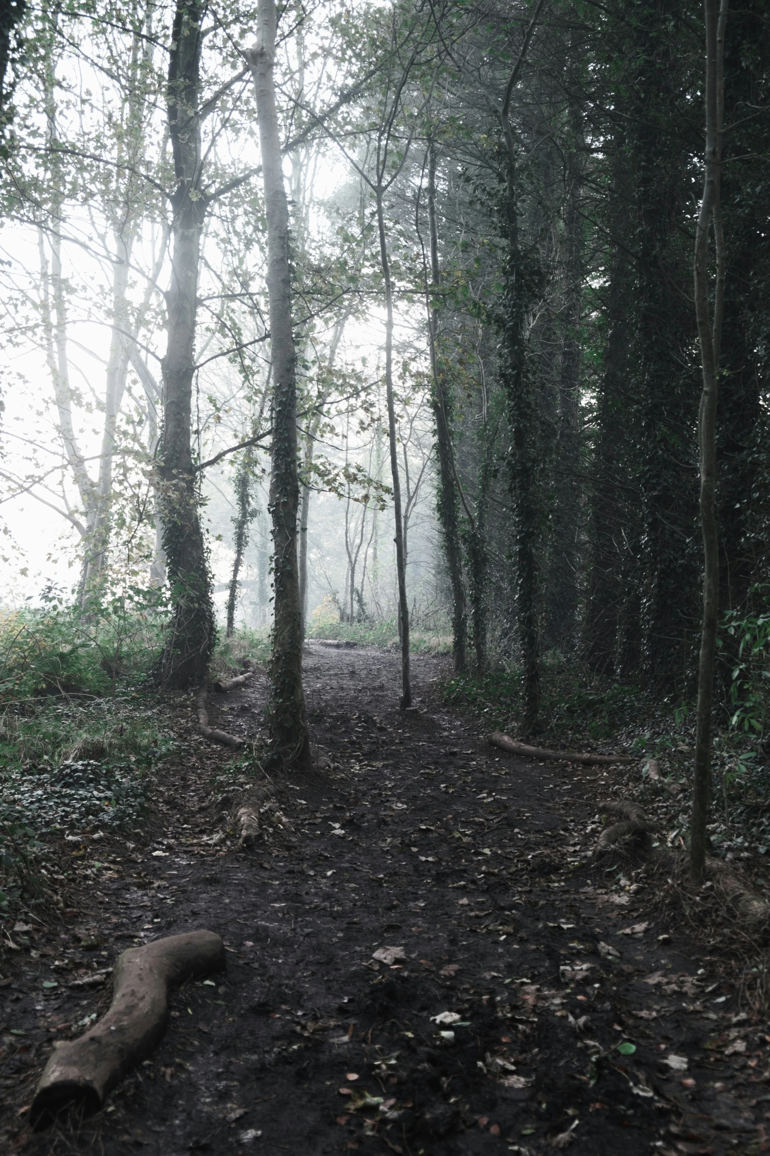 a trail is through the woods in a foggy day