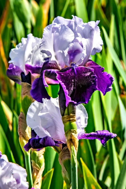 purple and white iris blooms with leaves in sun