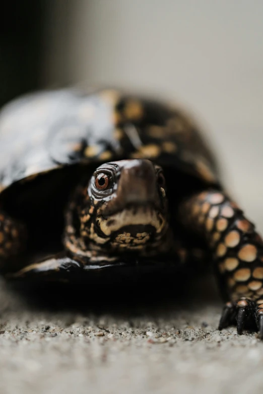 a little turtle looking up while it rests on the floor