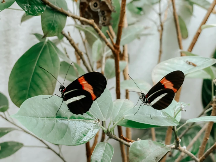 two erflies on a leaf in the jungle