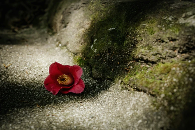 a single red flower sitting in the moss on top of rocks