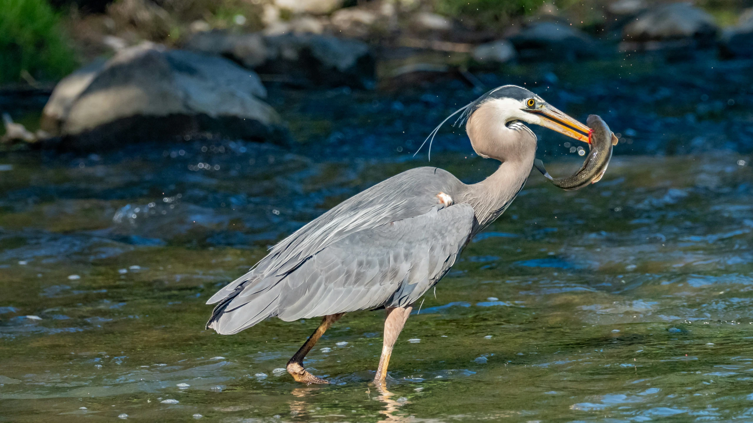 a bird with a fish in its mouth standing in the water