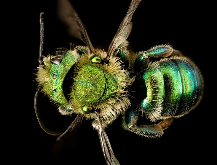 a bee with many wings and antennae