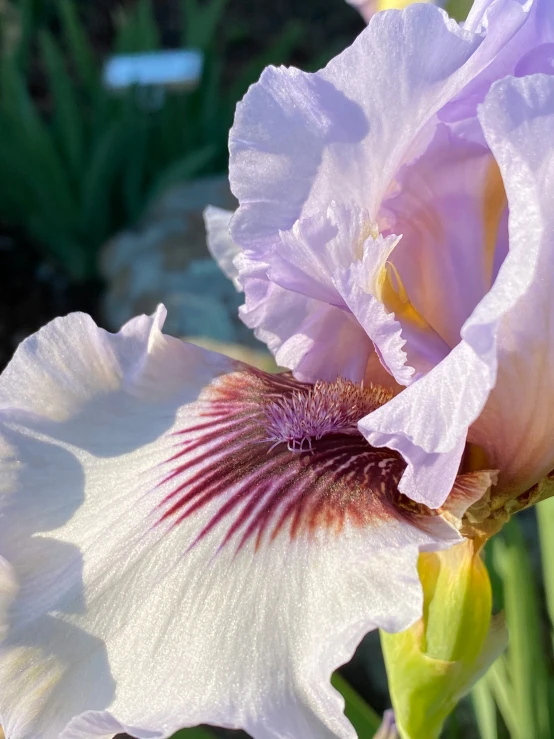 a white and pink iris is blooming outside