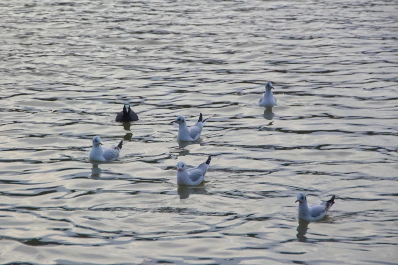 a flock of birds swimming on top of a lake