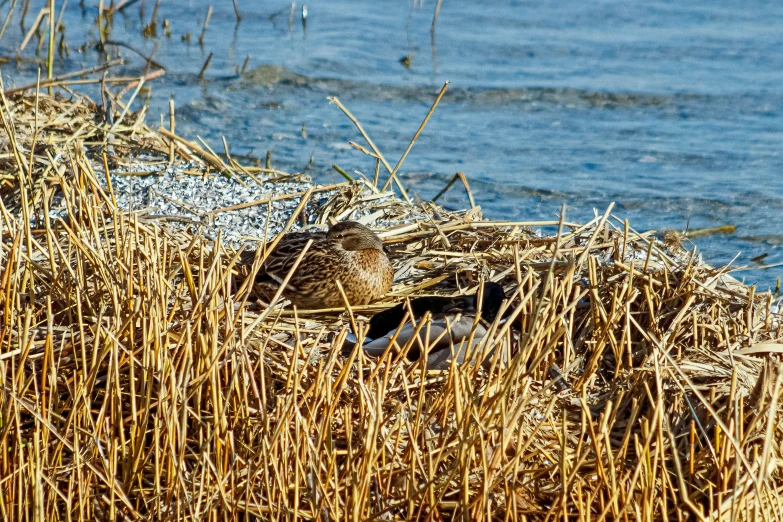 there is an animal that is standing near some water