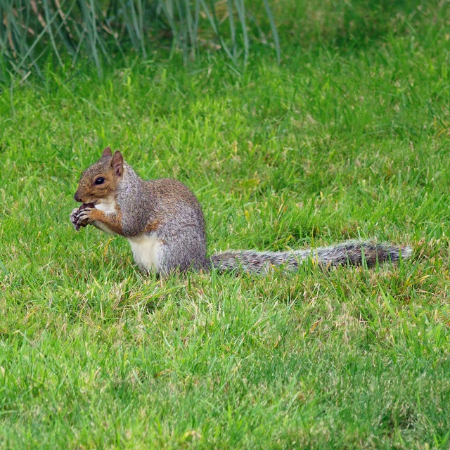 a squirrel is eating grass in the woods