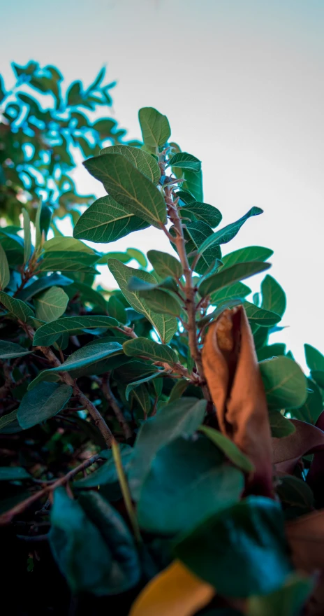 a plant is growing out of the ground