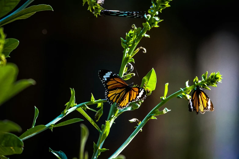 the orange erfly is resting on a small green plant