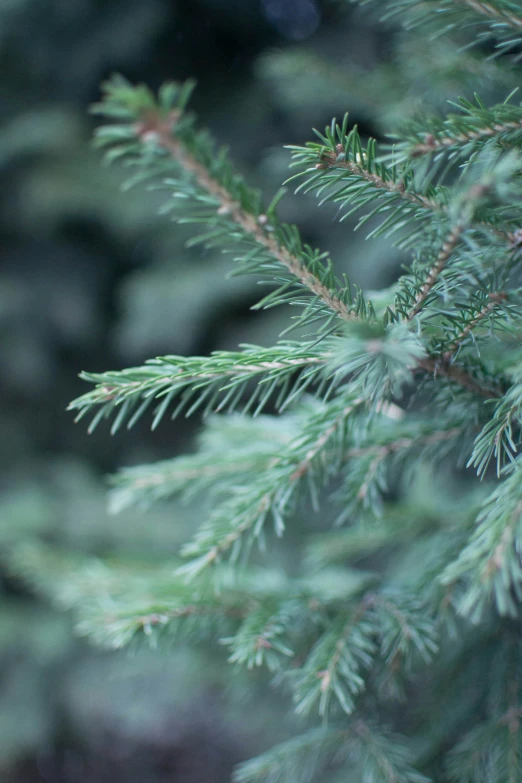 pine needles with the background blurry from the pine