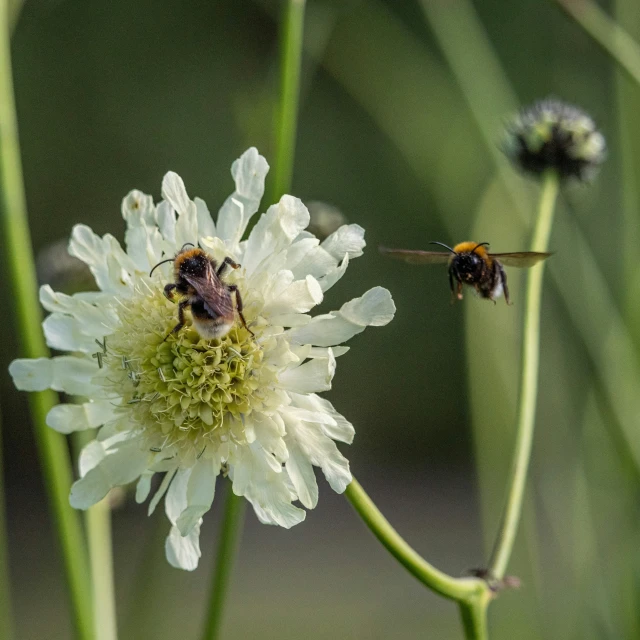 two bees are perched on top of some white flowers