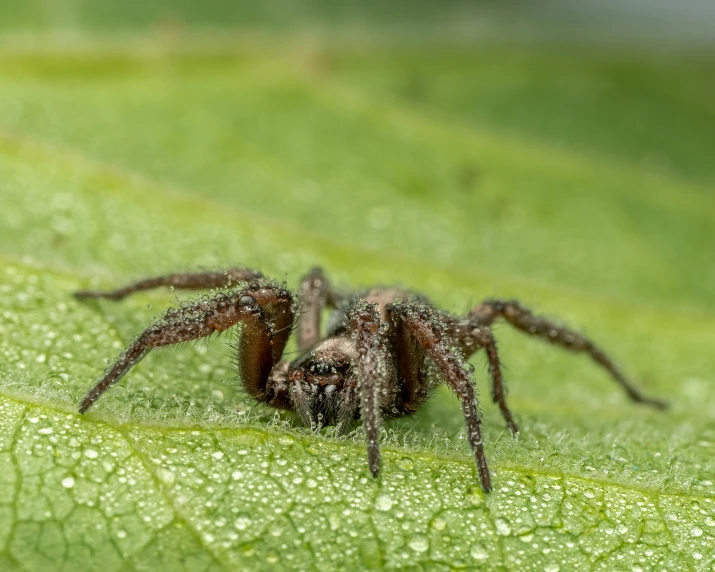 the spider is sitting on top of a leaf