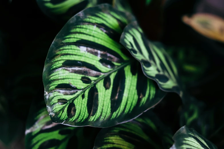 green and black plant leaves, with white dots