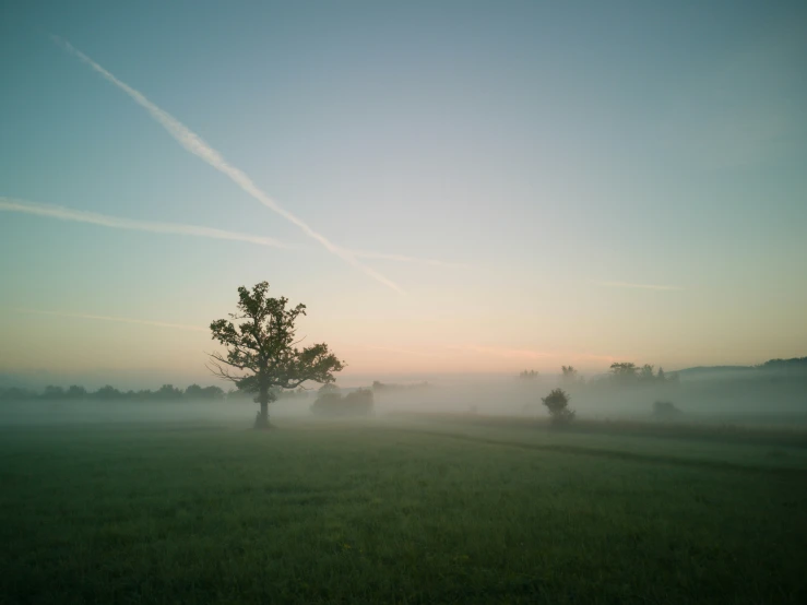 a foggy field with trees on a clear day