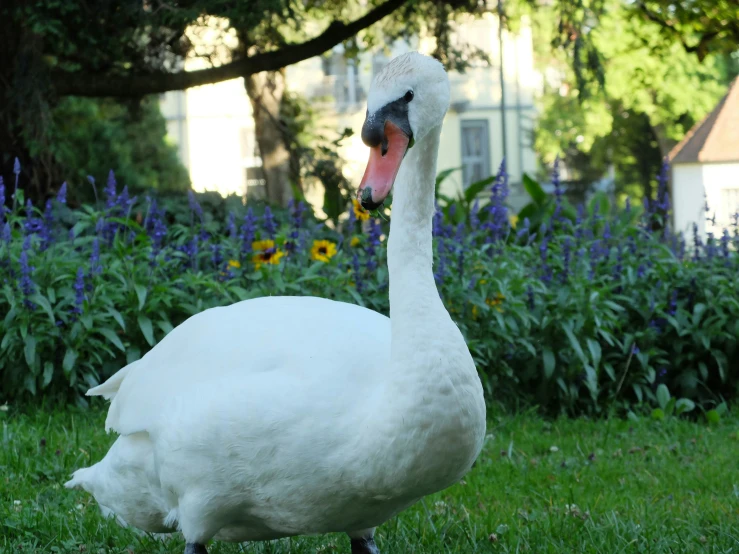 a white swan is standing in the grass