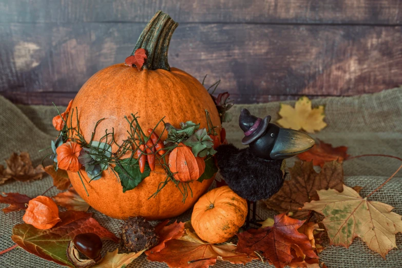 a black animal sitting on top of an orange pumpkin