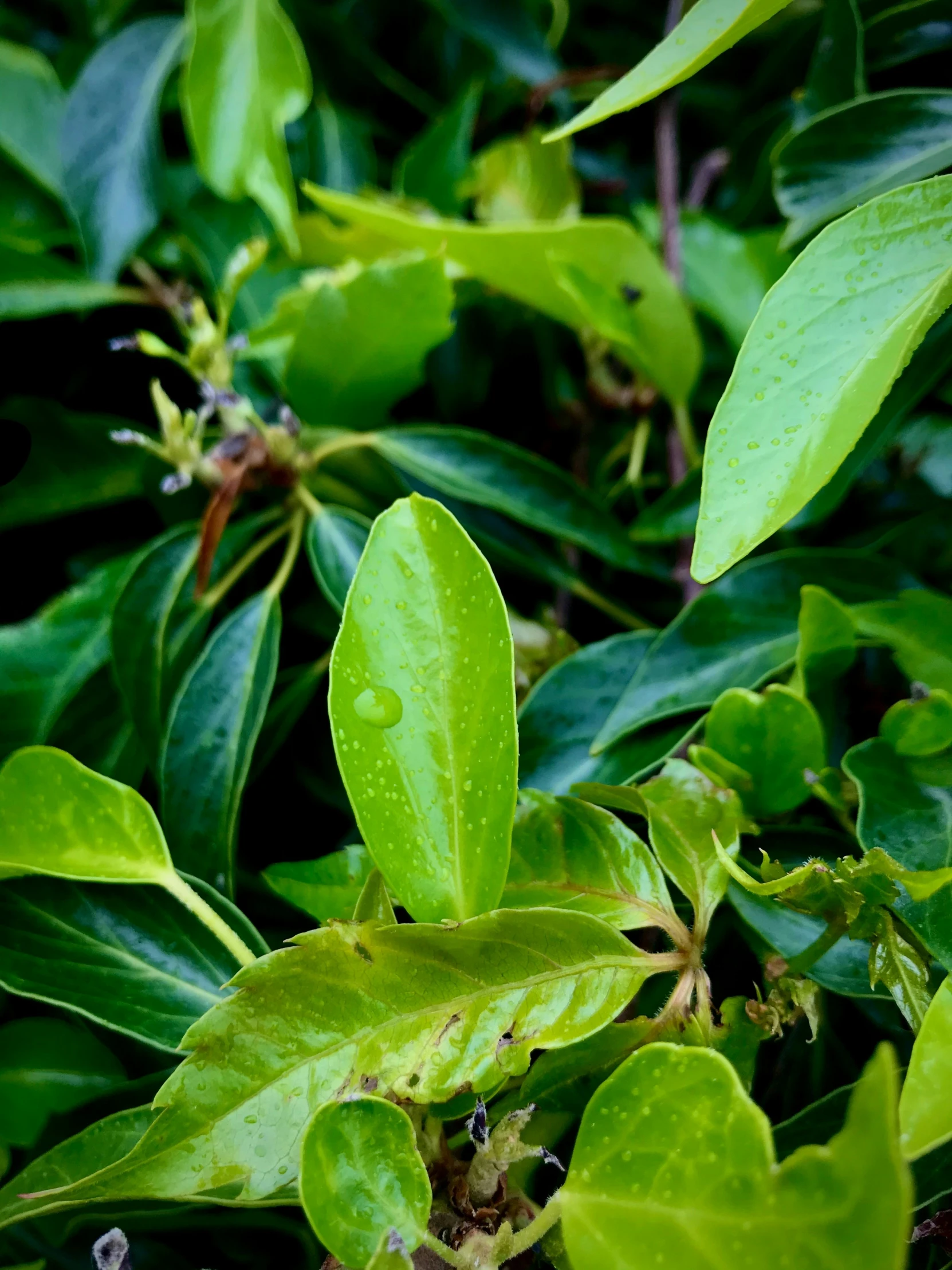 green leaves with water drops hanging from them