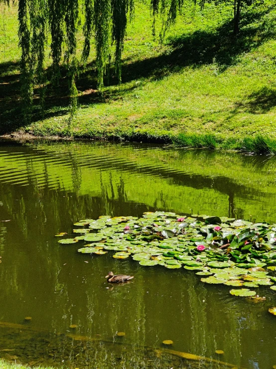 lily pads float across the pond in a park