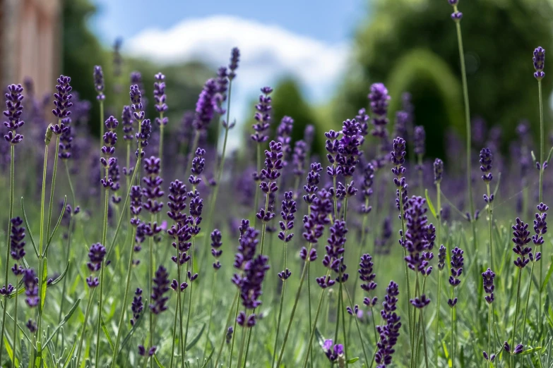 some purple lavender plants in a field of grass