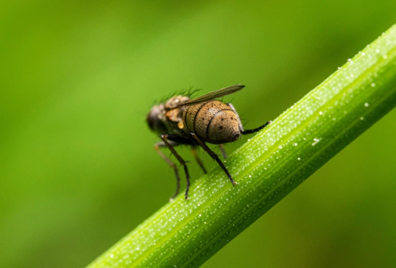a close up po of a fly on a plant stem