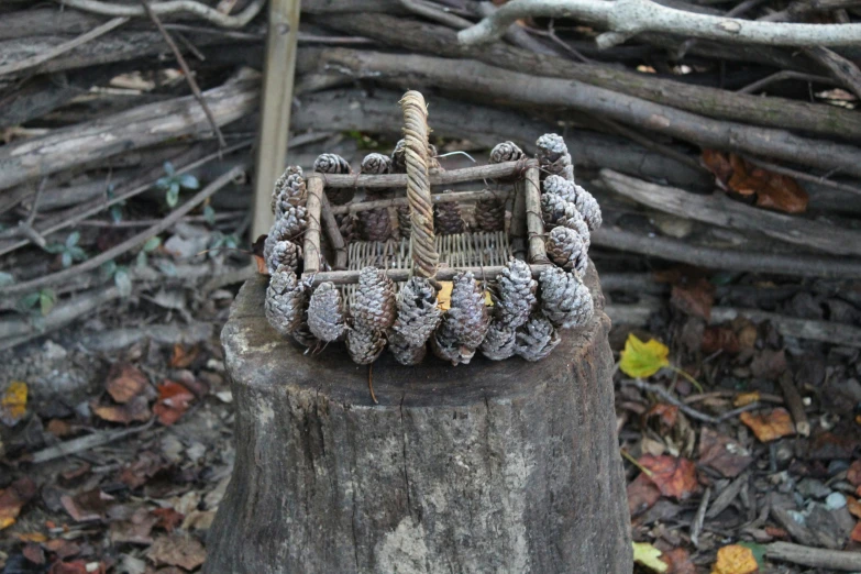 a basket made out of pine cones sitting on top of a tree