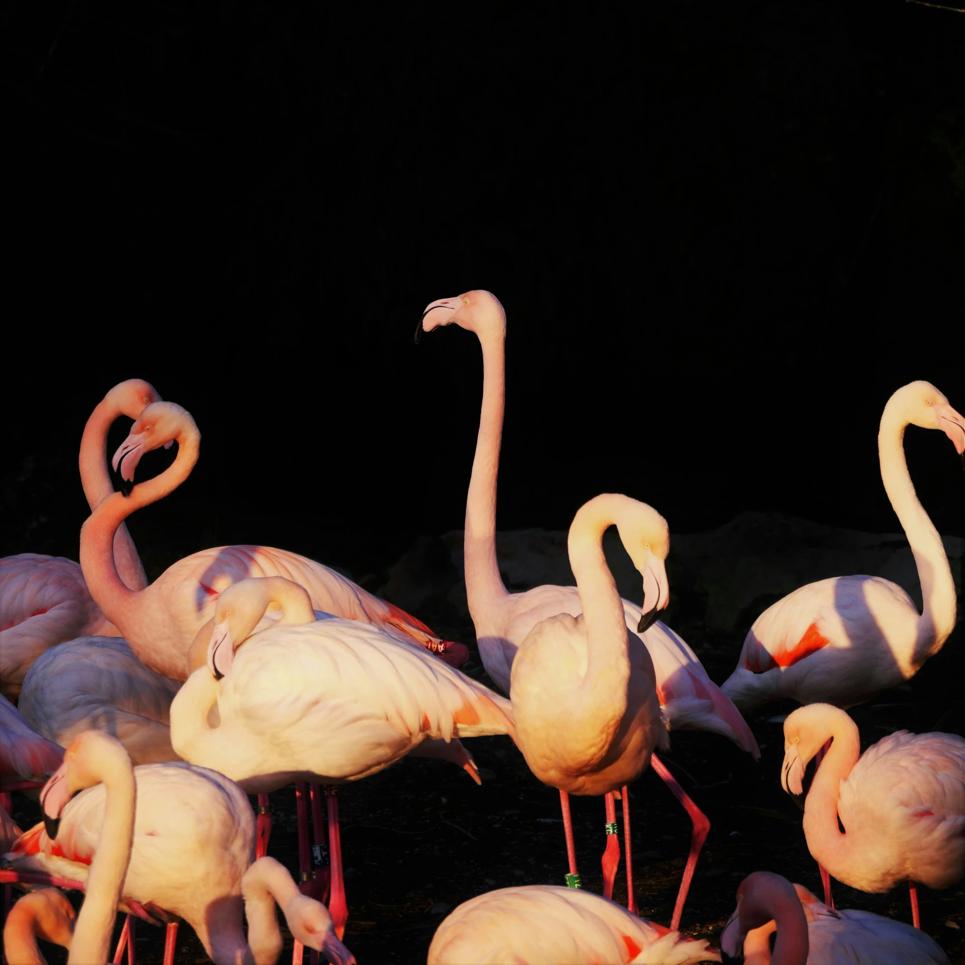 several flamingos, one with its mouth open, stand around in front of rocks